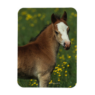 Imán Welsh Foal