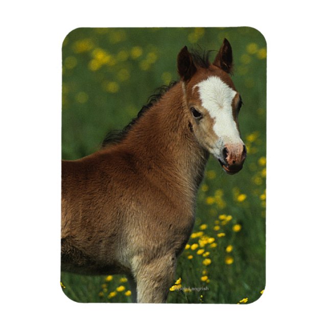 Imán Welsh Foal (Vertical)