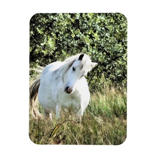IMÁN WELSH MOUNTAIN PONY (Vertical)