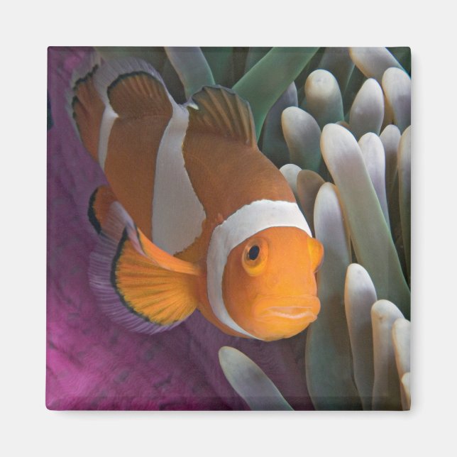 Imán Western Clown Anemone Fish (Frente)