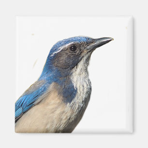 Imán Western Scrub Jay Magnet
