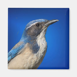 Imán Western Scrub Jay Magnet