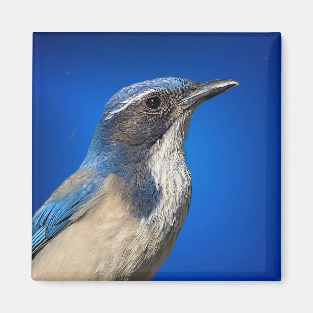 Imán Western Scrub Jay Magnet (Frente)