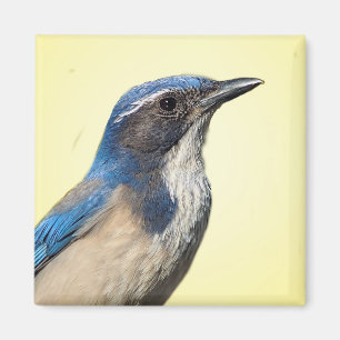 Imán Western Scrub Jay Magnet