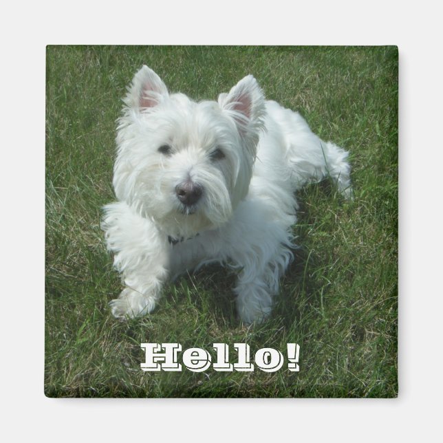Imán Westie Hello Photo Magnet (Frente)