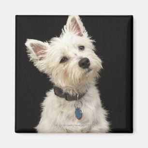 Imán Westie (terrier del oeste de la montaña) con el