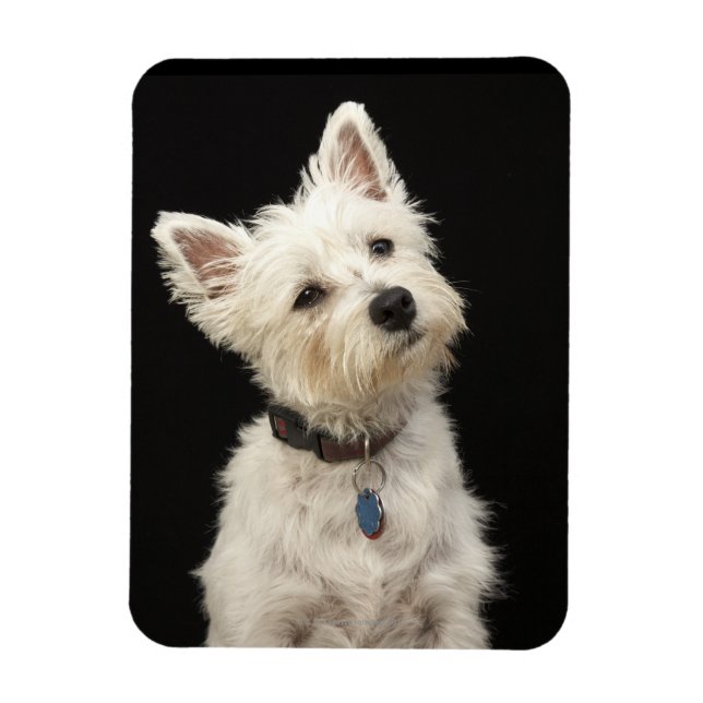Imán Westie (West Highland terrier) con cuello (Vertical)