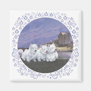 Imán Westies en Escocia