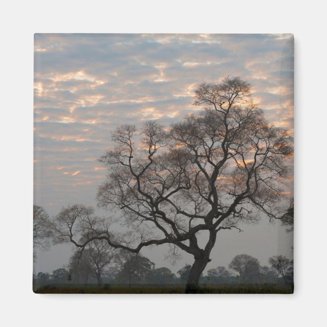 Imán Wetlands Pantanal | Sudamérica, Brasil (Frente)