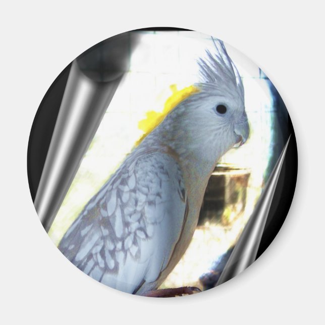 Imán WF tiel Magnets (Frente)