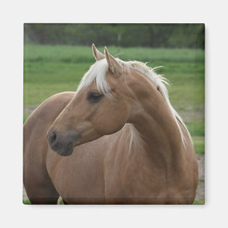 Imán Whats Sizzlin Jac