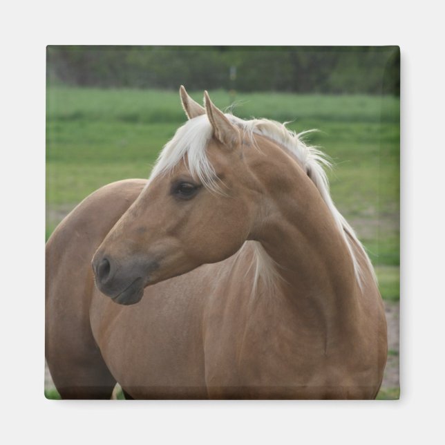 Imán Whats Sizzlin Jac (Frente)