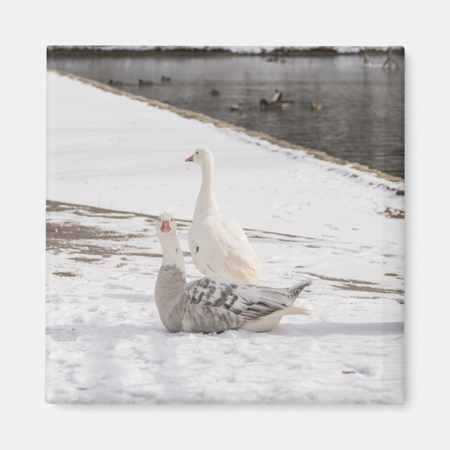 Imán Whats Up Goose (Frente)