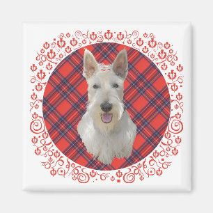 Imán Wheaten Scottish Terrier on Tartán