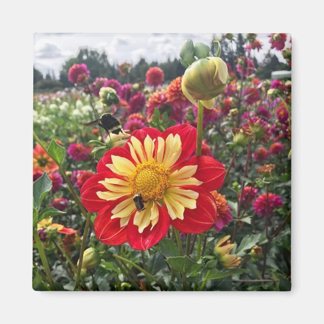 Imán Wheels Dahlia (Frente)