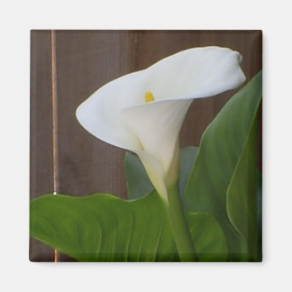 Imán White Cali Lily