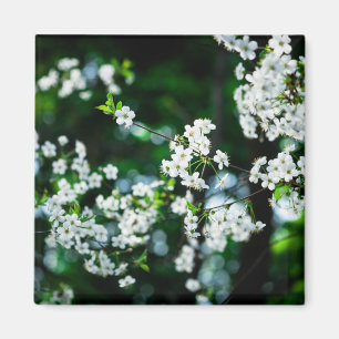 Imán White Cherry Blossoms Green Leaves