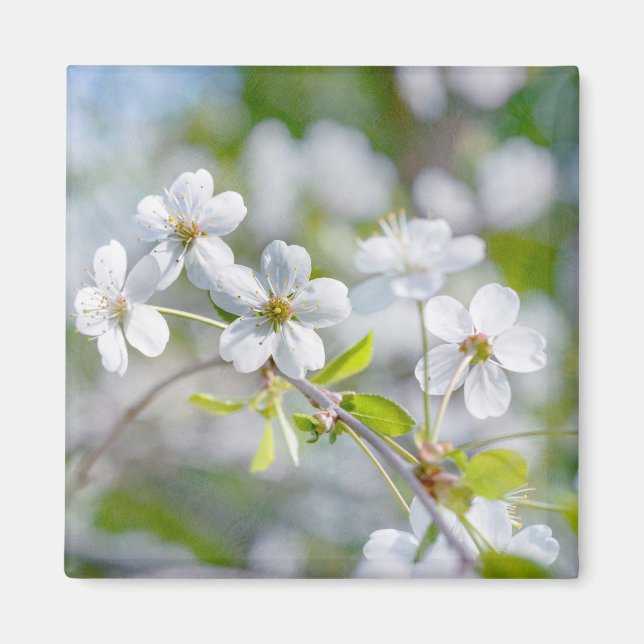 Imán White Cherry Flower (Frente)