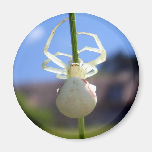 Imán White Crab Spider Magnet (Frente)