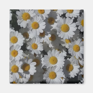 imán White Daisies