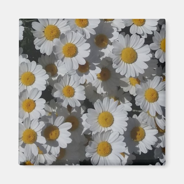 imán White Daisies (Frente)