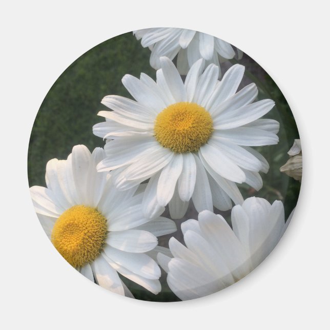 Imán White Daisies (Frente)
