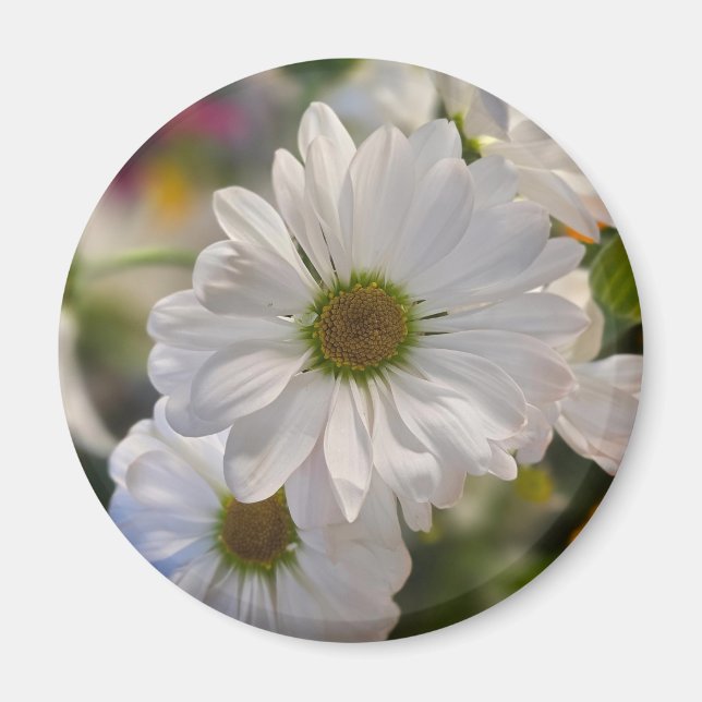 Imán White Daisy Magnet (Frente)