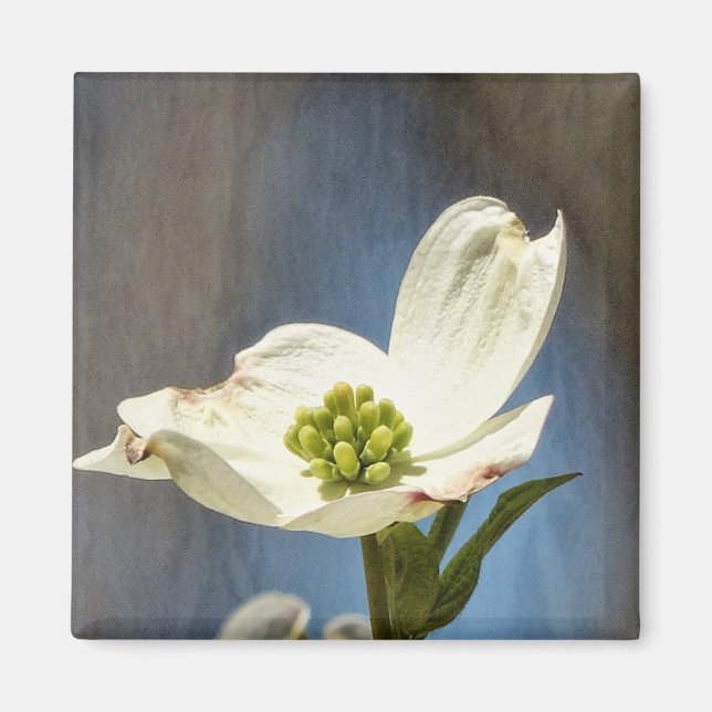 Imán White Dogwood Bloom (Frente)
