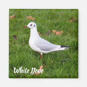 Imán White Dove para regalo de pájaro y amante de la pa