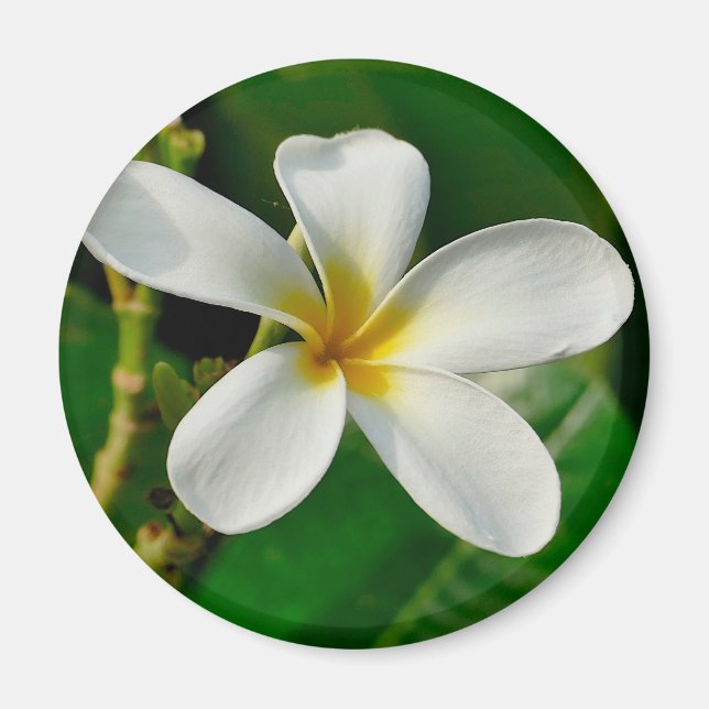 Imán White Frangipani Canvas Print Laptop Sleeve Servin (Frente)