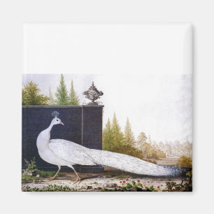 Imán White Peacock