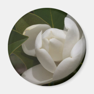 Imán white southern magnolia flower bud