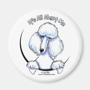 Imán White Standard Poodle IAAM