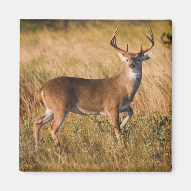 Imán White-tailed Deer | Autumn in TX (Frente)