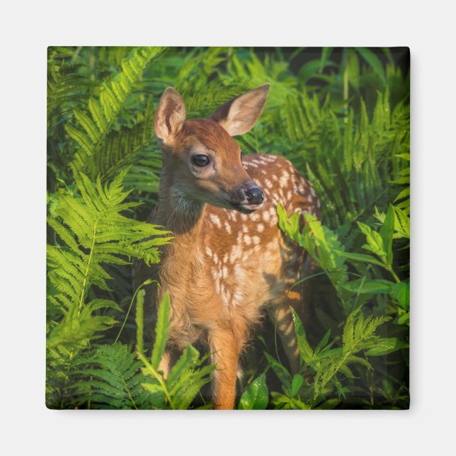 Imán White-tailed Deer Fawn | Minnesota (Frente)