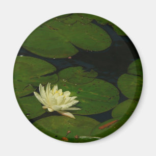 Imán White Waterlily I Fotografía Floral Pacífica
