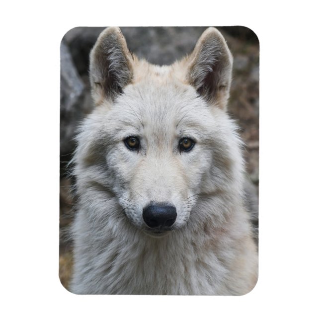 IMÁN WHITE WOLF FLEXIBLE MAGNET (Vertical)