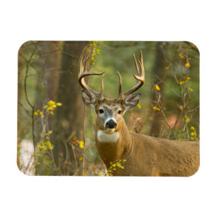 Imán Whitetail Deer Buck   Pescado blanco, Montana
