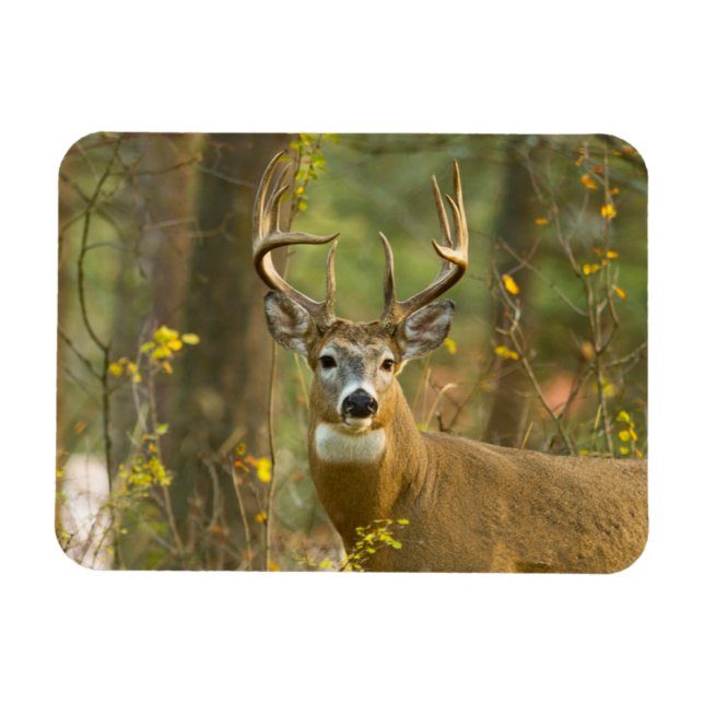 Imán Whitetail Deer Buck | Pescado blanco, Montana (Horizontal)
