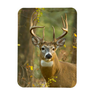 Imán Whitetail Deer Buck   Pescado blanco, Montana