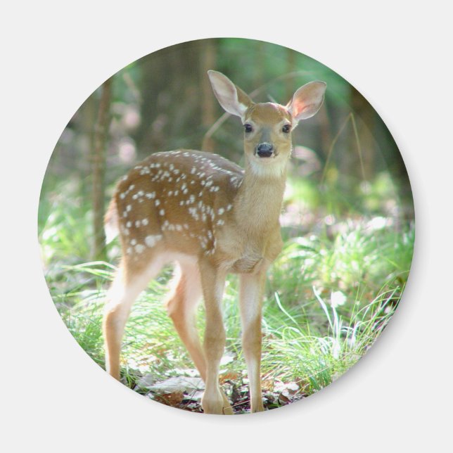 Imán Whitetail Deer Fawn Magnet (Frente)