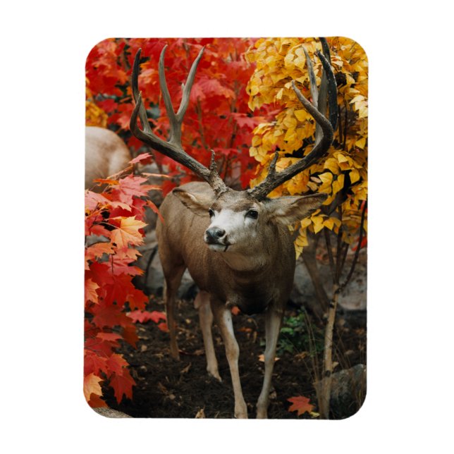 Imán Whitetail En Otoño (Vertical)