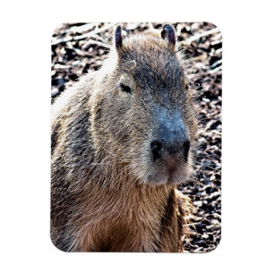 IMÁN WILD ANIMAL CAPYBARA