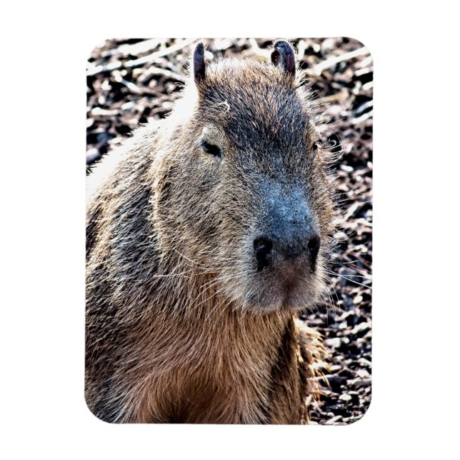 IMÁN WILD ANIMAL CAPYBARA (Vertical)
