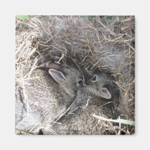 Imán Wild Baby Bunnies Magnet