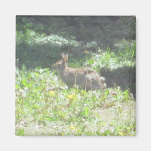 Imán Wild Bunny Magnet