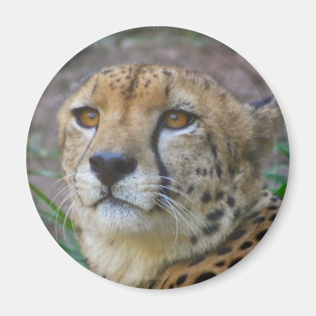 Imán Wild Cheetah Magnet (Frente)