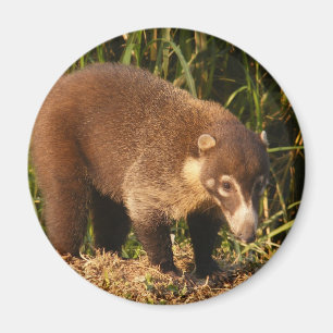 Imán Wild Coati Mundi Magnet