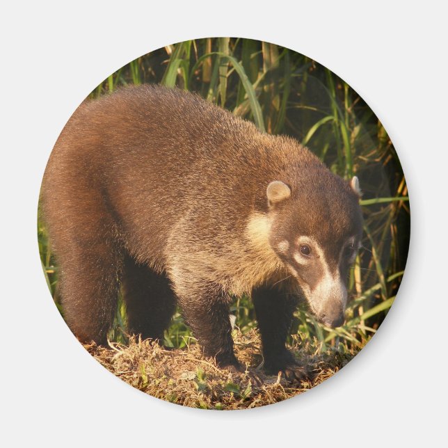 Imán Wild Coati Mundi Magnet (Frente)