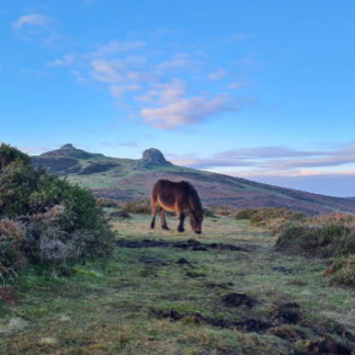 Imán Wild Dartmoor Pony Horse Magnet